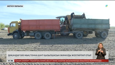Жетісу облысы диқандары 585 мың тонна қант қызылшасын жинамақ