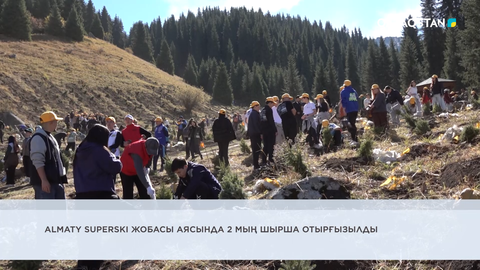 Almaty Superski жобасы аясында 2 мың шырша отырғызылды