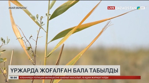 Үржарда жоғалған бала табылды