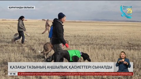 Қазақы тазылардың аңшылық қасиеттері сыналды
