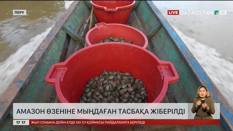 Амазон өзеніне мыңдаған тасбақа жіберілді