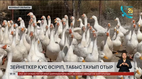 Жамбылдық зейнеткер құс өсіріп, табыс тауып отыр
