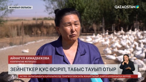 Жамбылдық зейнеткер құс өсіріп, табыс тауып отыр