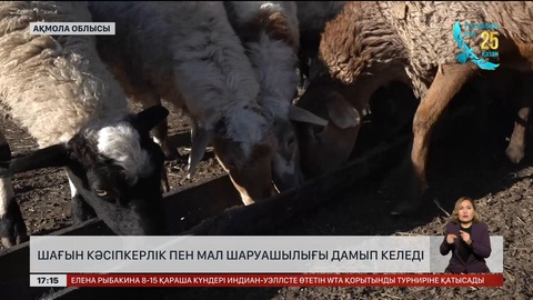 Ақмола облысында шағын кәсіпкерлік пен мал шаруашылығы дамып келеді
