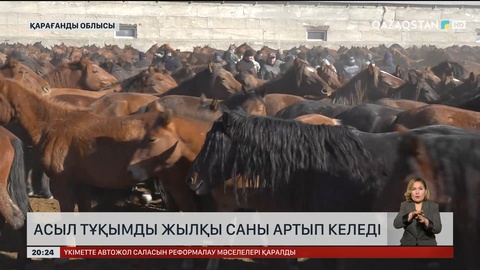 Асыл тұқымды жылқы саны артып келеді 