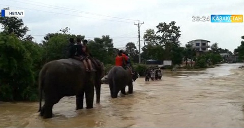 Непалда пілдер туристерді тасқыннан құтқарды
