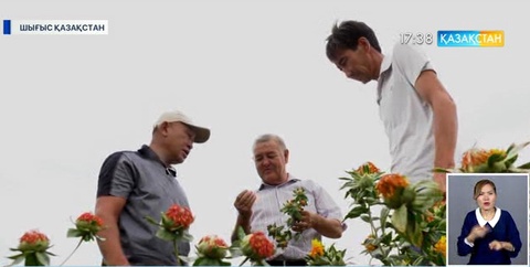 Шығыс Қазақстан облысындағы шаруалар мақсары өсірудің қыр-сырын меңгере бастады