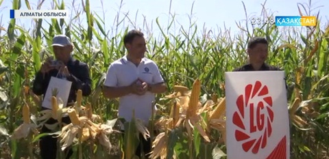 Алматы облысының диқандары жүгері алқаптарын кеңейтуді көздеп отыр
