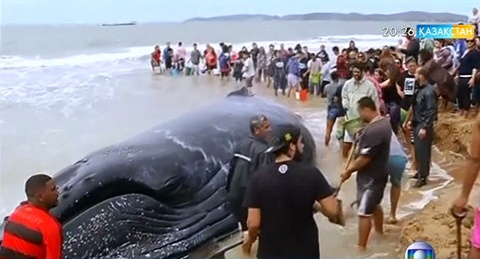 Бразилияның Бузиос курорттық қаласында  жағалауға шығып қалған кит құтқарылды