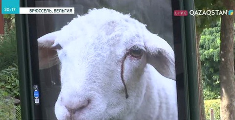 Бельгия мұсылмандары Құрбан айт мерекесін шариғат заңы бойынша тойлай алмағандарына наразы