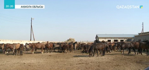 Жылқы бордақылап сату -  өте табысты кәсіп