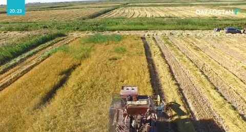 Қызылордалық диқандар егінге орақ салды