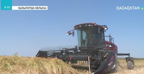 Сырбойылық диқандар егінге орақ салды