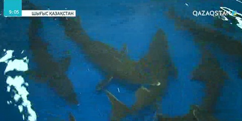 Шығыс Қазақстан облысында бекіре балығы өсіріле бастады