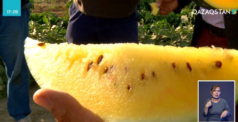 Қызылордалық бағбандар экзотикалық жемістер мен көкөністерді өсіруде