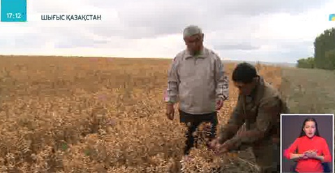 Шығыс Қазақстанда мақсары өсіріп, өнім алып отырған отбасы бар