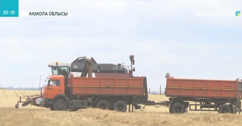 Ақмола облысында алқаптағы астықтың 92 пайызы орылды