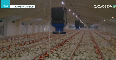 Жамбыл облысында құс еті экспортқа шығарыла бастады
