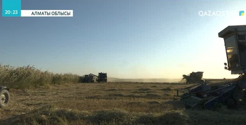 Алматы облысында күріш ору науқаны қарқын алды