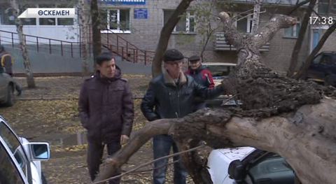 Өскеменде қатты жел салдарынан автокөліктердің үстіне ағаштар құлады
