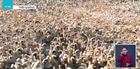 Израильде жүздеген мың бірқазанға азық берілді