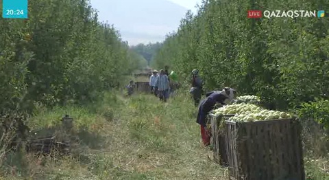 Оңтүстікте жемістен рекордтық өнім  жиналды