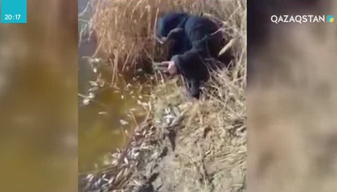 Қарағанды облысындағы Сарысу өзенінде балық қырылып жатыр