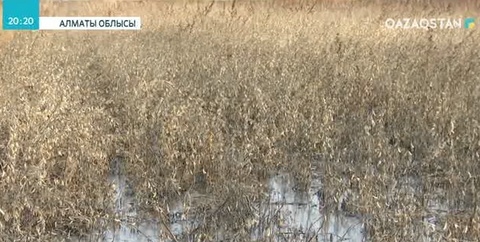 Алматы облысының Мұсабек ауылында жерасты сулары көтерілді