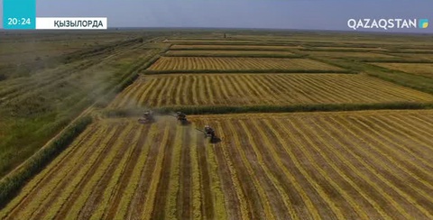 Биыл Сыр диқандары күріштен рекордық көлемде өнім жинады