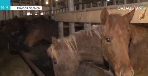 Соғымға дайындық басталды