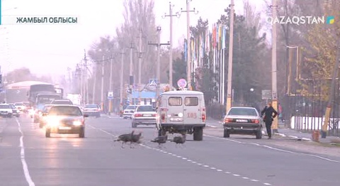 Жамбыл облысында жаппай төбелестен зардап шеккендердің қатары көп болуы мүмкін
