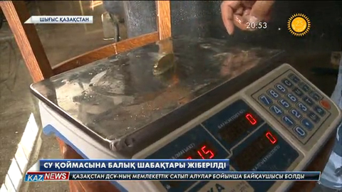 Бұқтырма су қоймасына балық шабақтары жіберілді