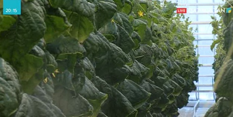 Павлодардың іргесіндегі Ақсу қаласында жаңа жылыжай ашылды