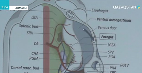 Қатерлі ісік - жазылмайтын кесел емес