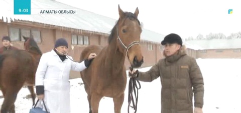 Алматы облысында өсірілген асылтұқымды жылқылар Қытай еліне экспорттала бастады