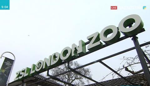 Лондонның зообағында болған өрттен бірнеше жануар қырылды