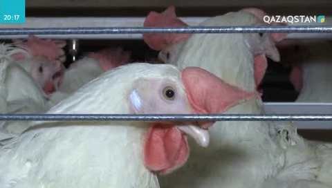 Алматы облысының құс шаруашылықтары биыл 980 млн дана жұмыртқа өндірді