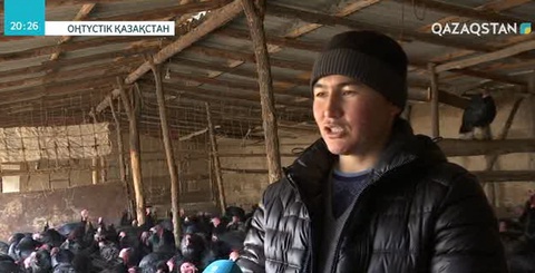 Күркетауық бағып, миллион тапты