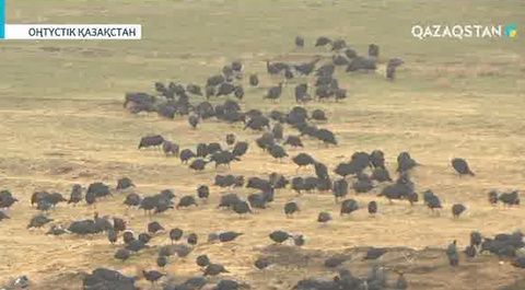 Оңтүстікқазақстандық Бақыт Кенжебаев күркетауық бағып миллионер атанды