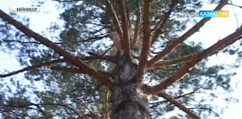 «Ертіс орманынан» ағаштың барлық түрін кесуге 3 жылға тыйым салынды
