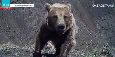 «Жоңғар Алатауы» табиғи паркі аумағында жабайы жануарлар саны артып келеді