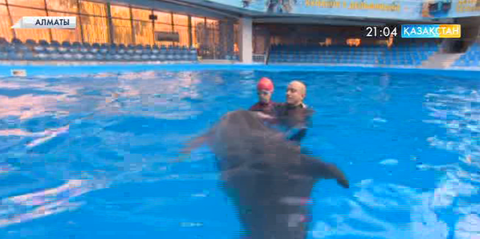 Алматыда дельфин терапиясы ашылды