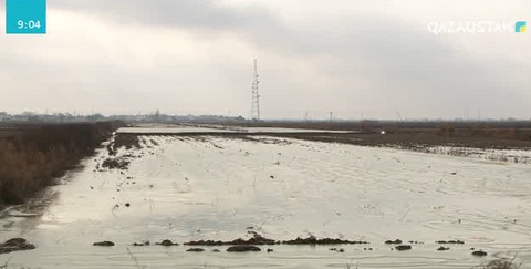 Мақтаарал ауданында егістік құнарсызданып барады