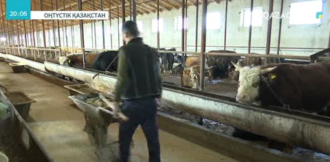 Оңтүстік Қазақстан облысында мал азығы тапшы