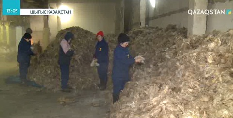 Шығыс Қазақстан облысында қой жүнін қабылдау бекеттері ашылады