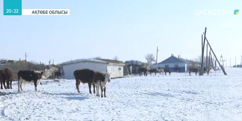 Мамандар: Ақтөбе облысындағы мал індетіне қатысты алаңдауға негіз жоқ