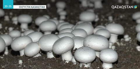 Оңтүстікқазақстандық шаруалар шампиньон саңырауқұлағын өсіруде