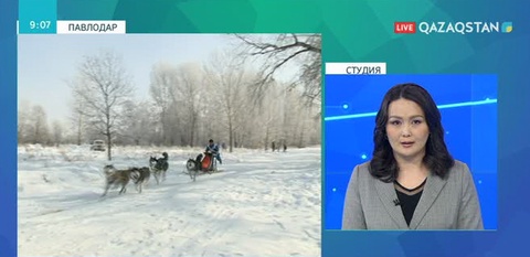 Павлодарда ең жүйрік иттер анықталды