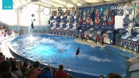 Сочиде дельфиндер шоуы өтті