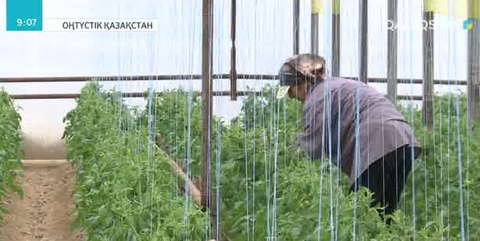 Оңтүстік Қазақстан облысындағы жылыжайдан 120 мың тонна өнім жиналды